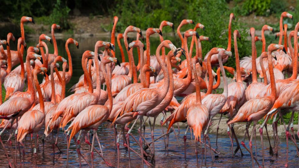 llanelli flamingos
